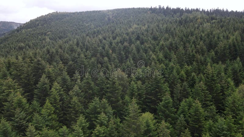 Vista aérea de las montañas carpáticas en otoño. ucrania