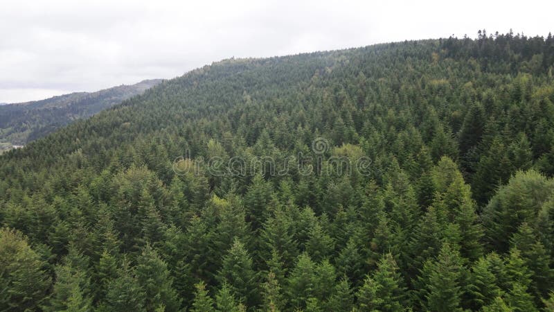 Vista aérea de las montañas carpáticas en otoño. ucrania