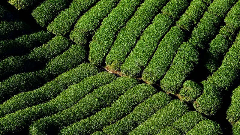 Vista aérea de las plantaciones de té almacen de video