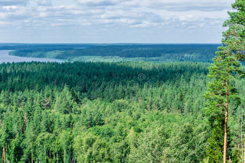 Bosque Conífero En El Cáucaso, Territorio De Krasnodar