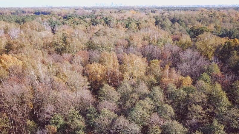 Vista aérea de los bosques de otoño