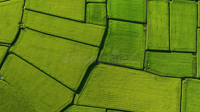 Vista aérea de preciosos campos de arroz y la carretera de Taiwán almacen de video