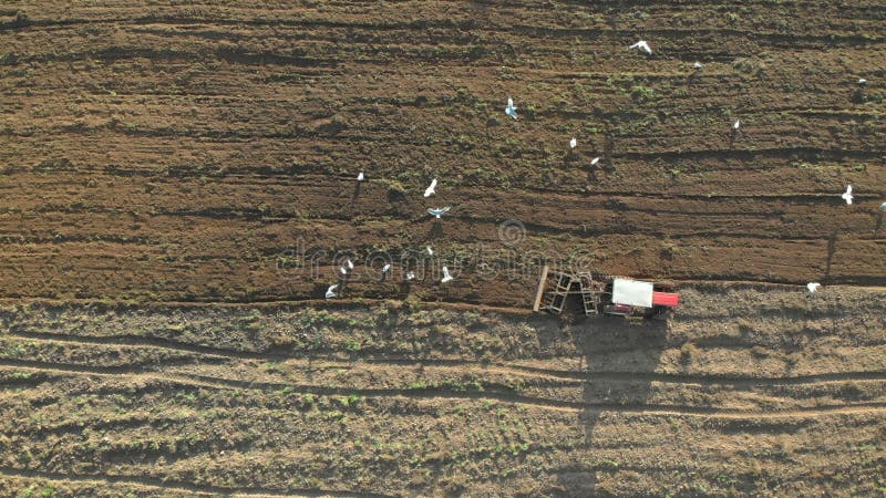 Vista aérea de topo do drone que ataca o rebanho terrestre das gaivotas que voam atrás dele em busca de comida na colina