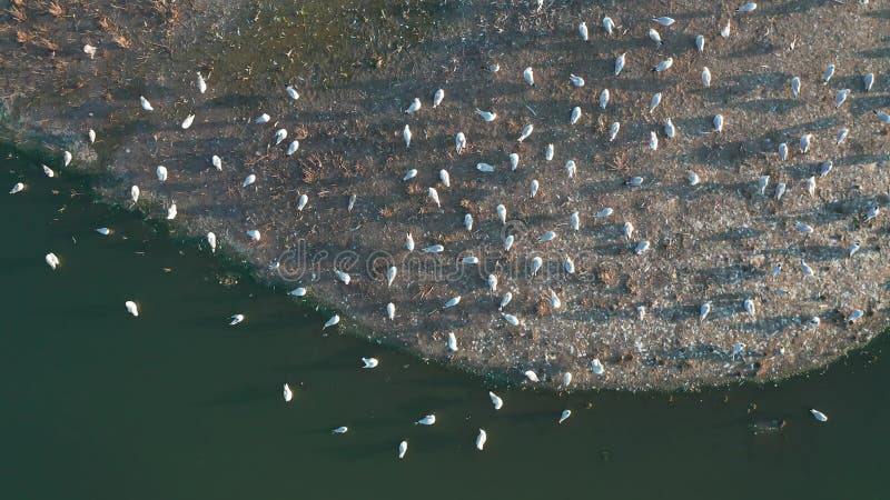 Vista aérea de um bando de gaivotas sentados numa ilha numa noite de Verão ao pôr do sol.
