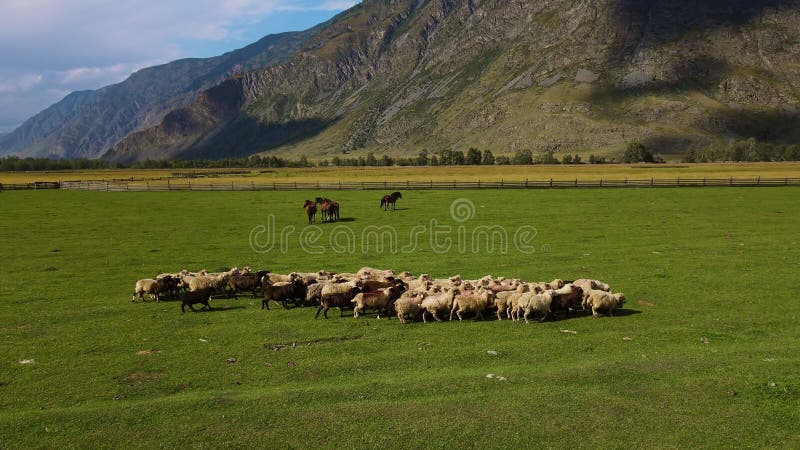 Vista aérea de um bando de ovinos que atravessa um campo num vale verde