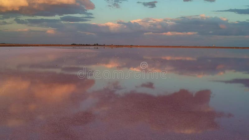 Vista aérea de um lago de sal rosa. um grande rebanho de gaivotas voa sobre a água rosa