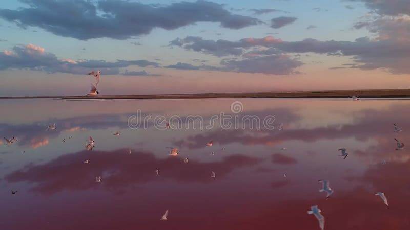 Vista aérea de um lago de sal rosa. um grande rebanho de gaivotas voa sobre a água rosa.