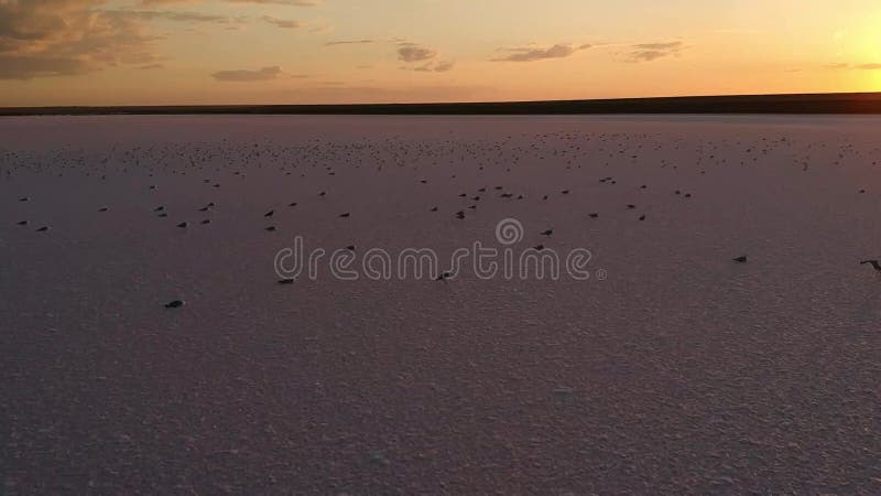 Vista aérea de um lago de sal rosa. um grande rebanho de gaivotas voa sobre a água rosa