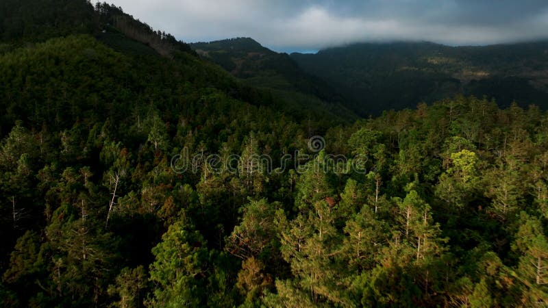 Vista aérea del bosque de montaña en Taiwán almacen de metraje de vídeo