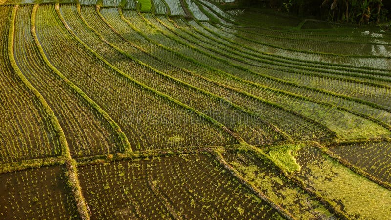 vista aérea del campo del arroz en la porción Bali del tanah fotografía de archivo vista aérea del campo del arroz en la porción Bali del tanah fotografía de archivo