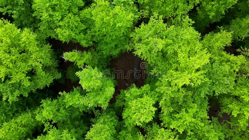 Vista aérea del frondoso bosque de primavera metrajes