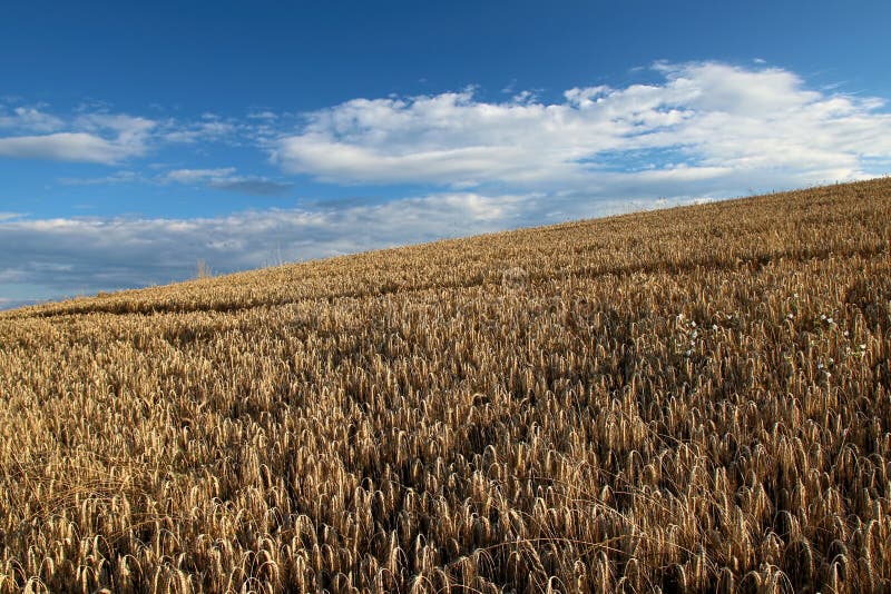 Vista aérea del grainfield de oro debajo del cielo azul con las nubes, Luxemburgo imágenes de archivo libres de regalías Vista aérea del grainfield de oro debajo del cielo azul con las nubes, Luxemburgo imágenes de archivo libres de regalías