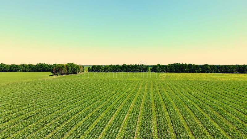 Vista aérea do campo de milho no dia claro do verão. agricultura no jovem regime de sementeira de milho híbrido 3 a 4. agricultura