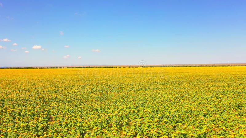 Vista aérea do campo dos girassóis Voo sobre o campo de girassol Drone se movendo através de um campo amarelo de girassóis