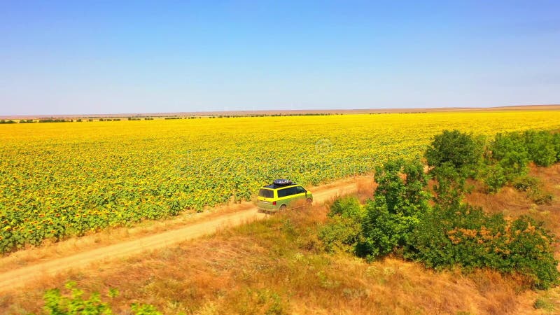 Vista aérea do campo dos girassóis Voo sobre o campo de girassol Drone se movendo através de um campo amarelo de girassóis