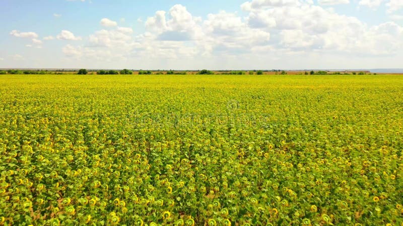 Vista aérea do campo dos girassóis Voo sobre o campo de girassol Drone se movendo através de um campo amarelo de girassóis