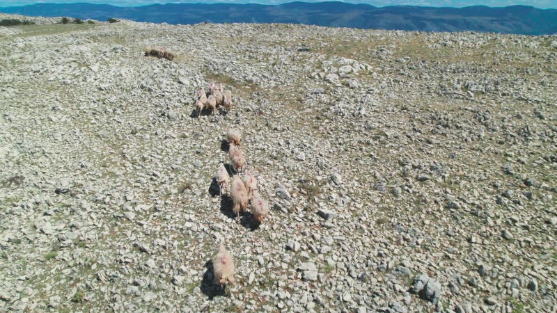 Vista aérea do efetivo ovino no deserto de pedra