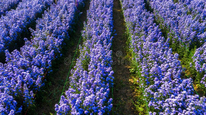 Aerial view margaret flower field form above, Rows of Margaret or Marguerite flower, Aerial view beautiful pattern of marguerite flower bulb field, Thailand. Aerial view margaret flower field form above, Rows of Margaret or Marguerite flower, Aerial view beautiful pattern of marguerite flower bulb field, Thailand