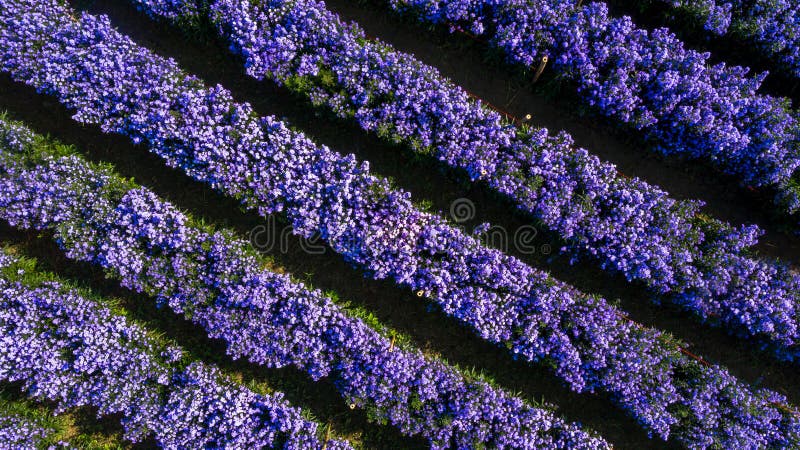 Aerial view margaret flower field form above, Rows of Margaret or Marguerite flower, Aerial view beautiful pattern of marguerite flower bulb field, Thailand. Aerial view margaret flower field form above, Rows of Margaret or Marguerite flower, Aerial view beautiful pattern of marguerite flower bulb field, Thailand