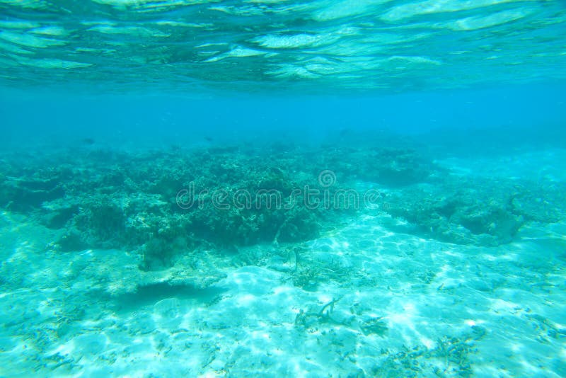 Vista bonita de recifes de corais inoperantes Água de turquesa e fundo branco da areia Oceano Índico