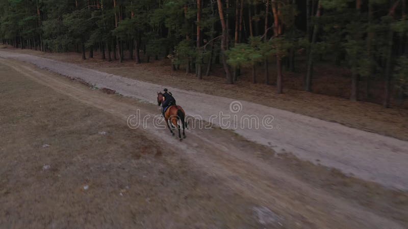 Mulher Cavaleira Cavalgando a Cavalo Marrom E Pulando a Cerca Na Arena De  Sandy Parkour Aperfeiçoamento Profissional Competitivo Imagem de Stock -  Imagem de fêmea, marrom: 165294797