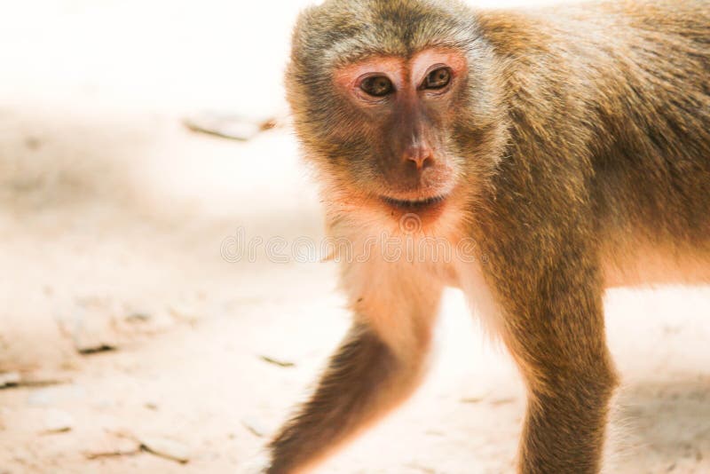 Macacos Com Bola Vermelha Em Fundo Branco Jogar Jogos Prata Foto E