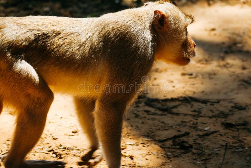 Macacos Com Bola Vermelha Em Fundo Branco Jogar Jogos Prata Foto E