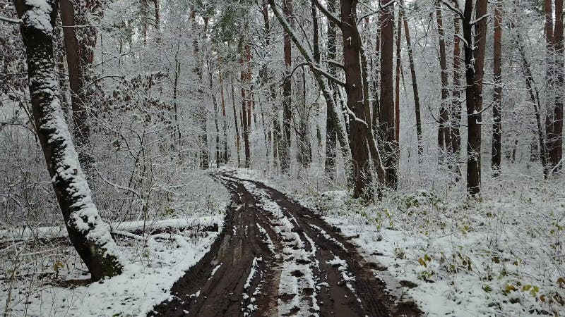 Vista da estrada ditry na floresta do inverno
