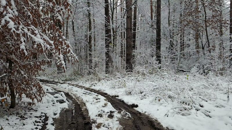 Vista da estrada ditry na floresta do inverno