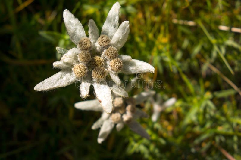 Vista da flor em montanhas de Bucegi, Romanian Carpathians dos edelvais fotografia de stock royalty free Vista da flor em montanhas de Bucegi, Romanian Carpathians dos edelvais fotografia de stock royalty free