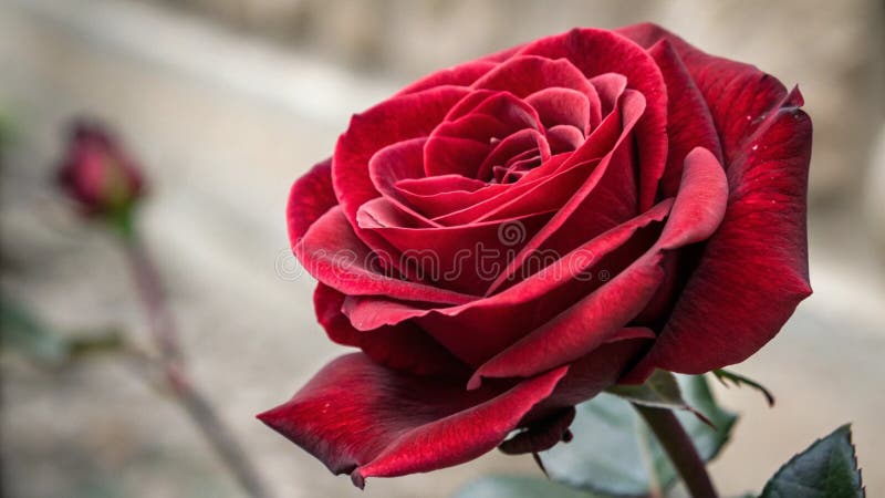 Vista da vicino del fiore di rosa rosso royalty illustrazione gratis