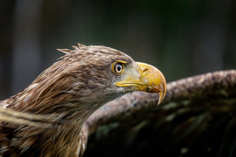 Vista da águia. Retrato da águia-branca Haliaeetus albicilla. Águia-do-mar fluffy espalha asas. Natureza selvagem. Pássaro selvage imagem de stock