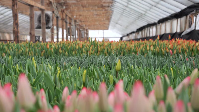 Vista das tulipas do jardim a partir de cima. a câmera está se movendo lentamente. presente