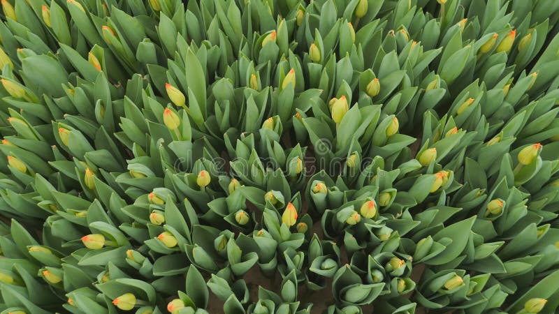 Vista das tulipas do jardim a partir de cima. a câmera está se movendo lentamente. presente