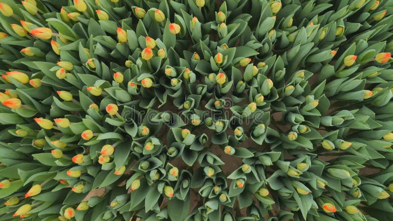 A vista das tulipas no jardim de cima, a câmera está movendo lentamente o dom