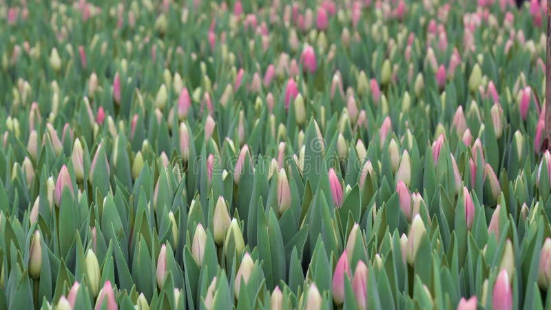 A vista das tulipas no jardim de cima, a câmera está movendo lentamente o dom