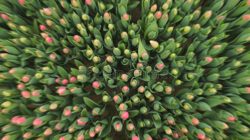 A vista das tulipas no jardim de cima, a câmera está movendo lentamente o dom