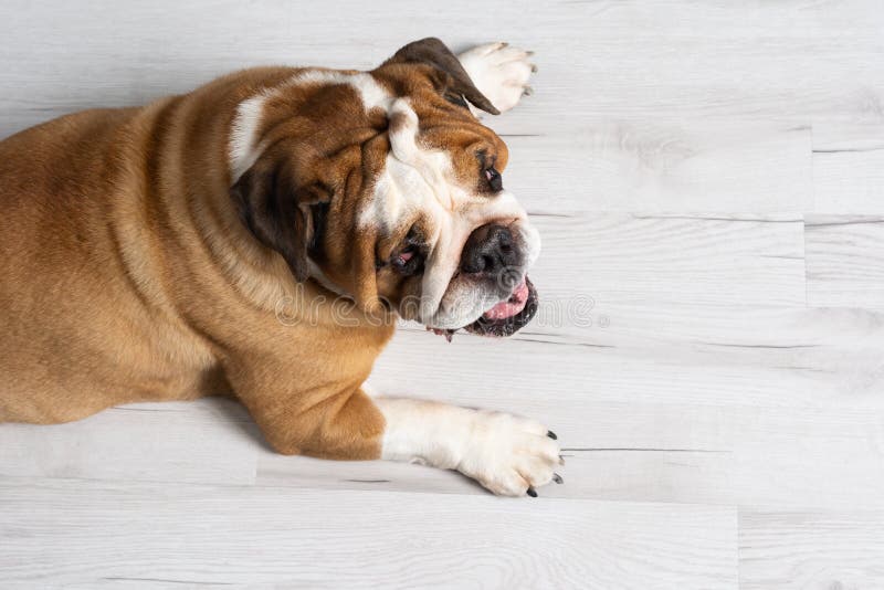 Cão-de-ouro Inglês Disfarçado De Fêmea Contra Fundo Branco Imagem