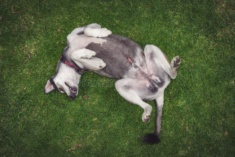 Vista de cima fechada de um lindo cachorro brincalhão deitado confortavelmente de cabeça para baixo em um campo fresco imagem de stock