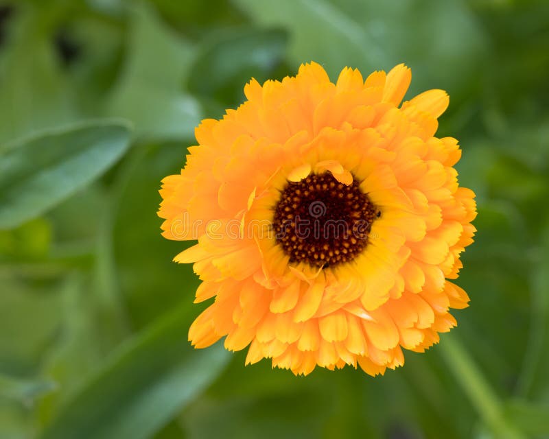 Vista de cima / olhos de pássaros visão de marigold Calendula officinalis cheia floresce ao ar livre no jardim com um fundo verde fotografia de stock royalty free Vista de cima / olhos de pássaros visão de marigold Calendula officinalis cheia floresce ao ar livre no jardim com um fundo verde fotografia de stock royalty free