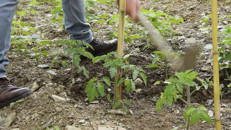 Vista de cultivos del hombre trabajando el suelo con plantas de tomate jóvenes