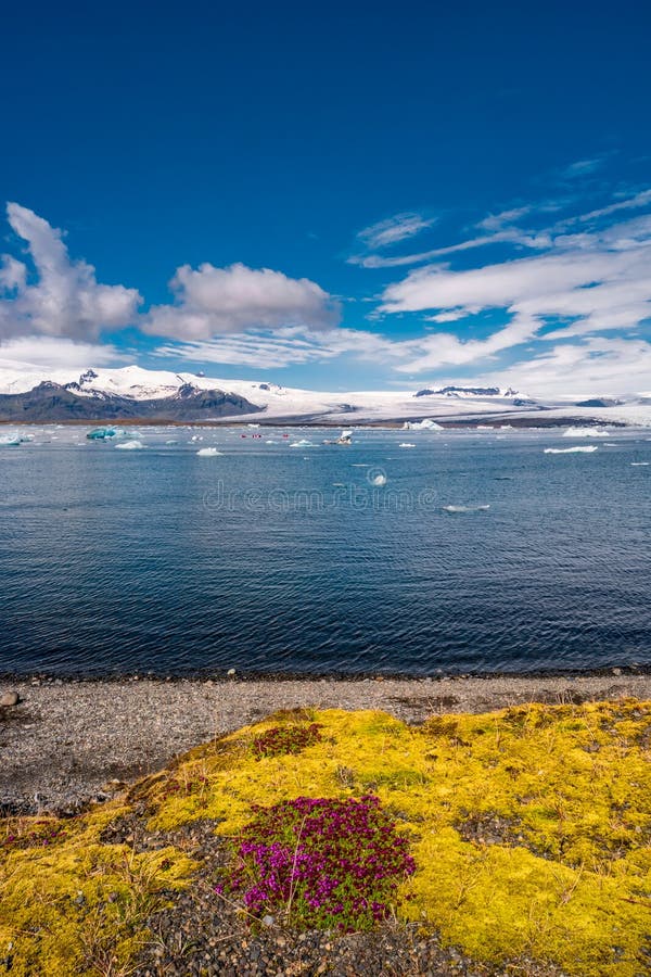 Vista de la laguna del glaciar con los icebergs y el musgo islandés amarillo, Jokulsarlon, Islandia, tiempo de verano fotos de archivo libres de regalías Vista de la laguna del glaciar con los icebergs y el musgo islandés amarillo, Jokulsarlon, Islandia, tiempo de verano fotos de archivo libres de regalías