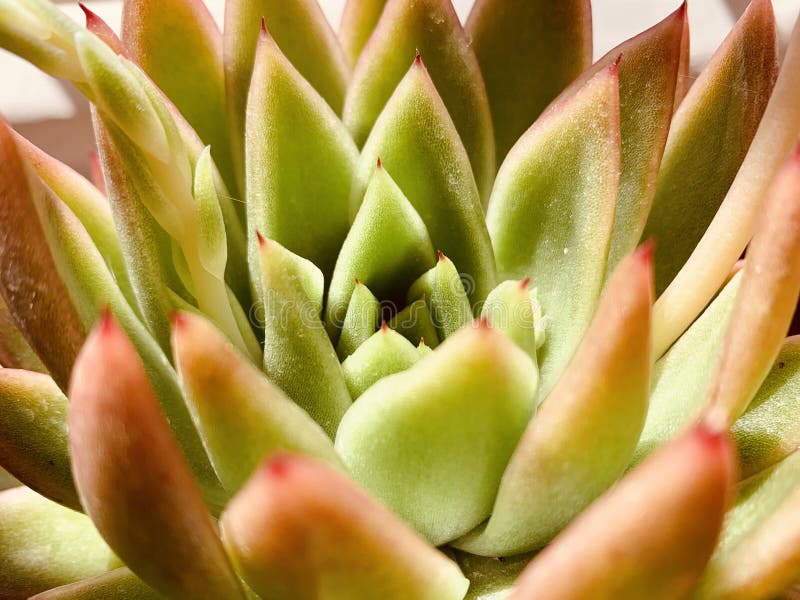 Vista de perto sobre as folhas suculentas da planta foto de stock