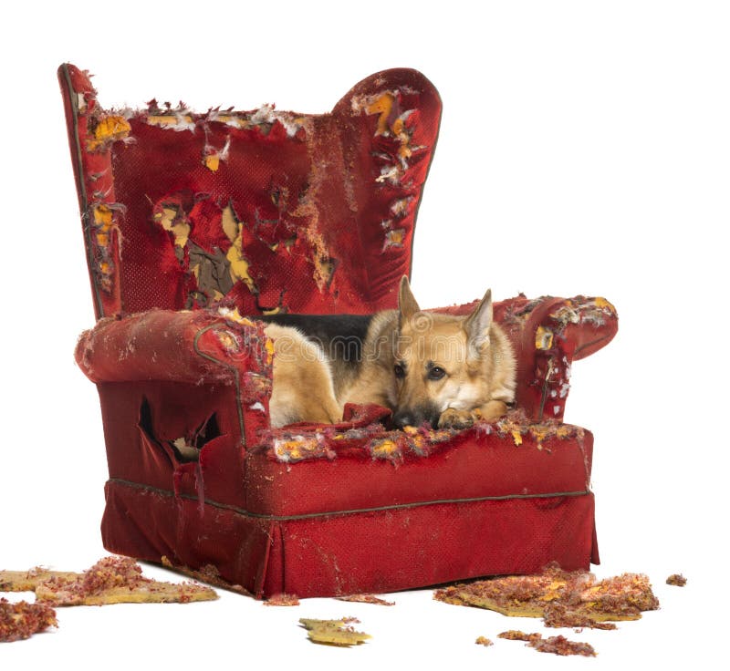 German Sheperd looking depressed on a destroyed armchair, isolated on white. German Sheperd looking depressed on a destroyed armchair, isolated on white