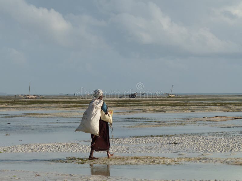 Rear view of local woman collecting seaweed, Jambiani, Zanzibar. High quality photo. Rear view of local woman collecting seaweed, Jambiani, Zanzibar. High quality photo