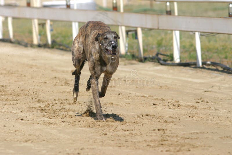 Vista de um autódromo do galgo com cão running imagens de stock