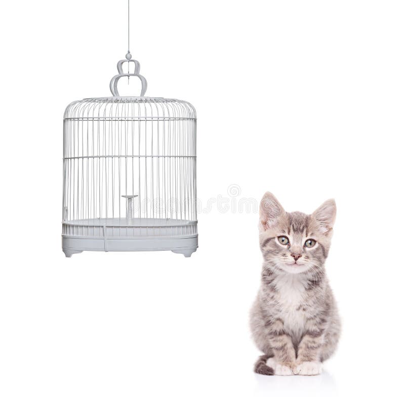 A view of a cat and an empty bird cage isolated on white background. A view of a cat and an empty bird cage isolated on white background