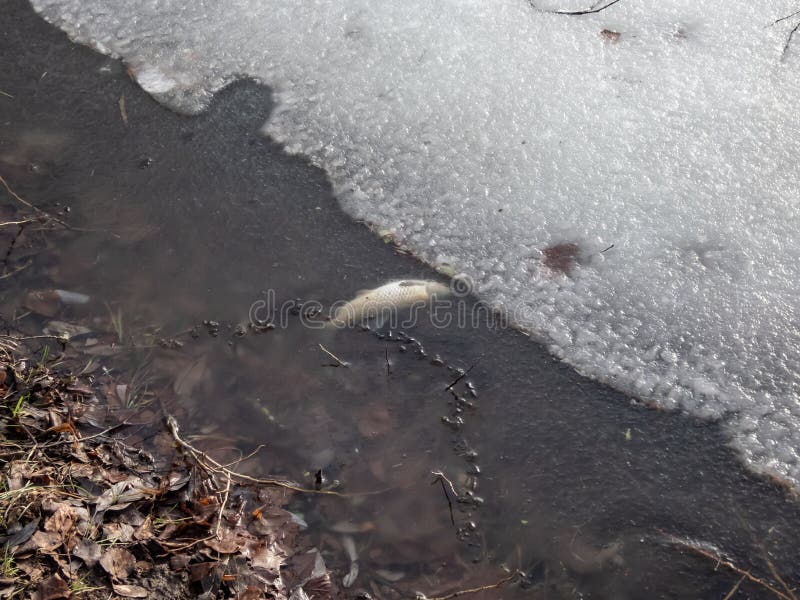 Esqueleto Sufocado Mortos Dos Peixes Imagem de Stock - Imagem de