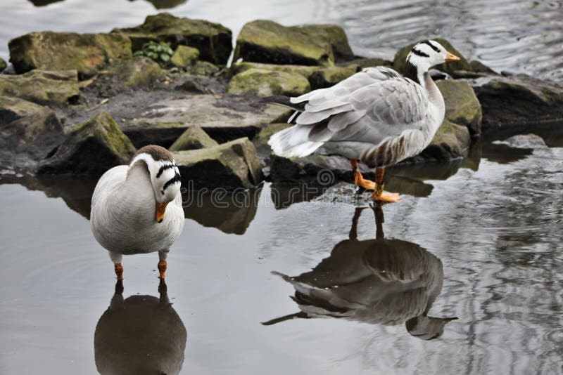 Vista de un Bar con Caballo fotografía de archivo