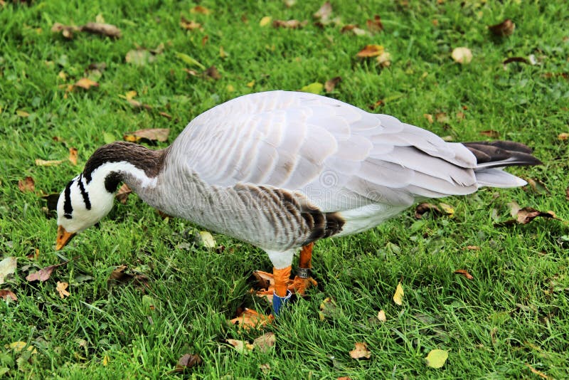 Vista de un Bar con Caballo fotos de archivo